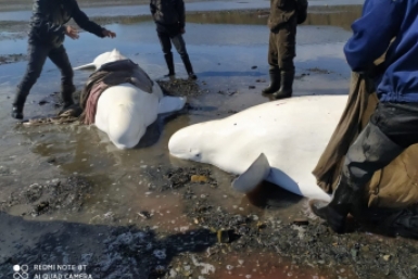 Двух белух спасли колымчане в бухте Тополовка из соцсетей