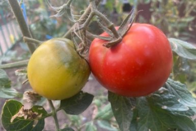 Урожай томатов во многом зависит от выбора сорта Автор ИА PrimaMedia