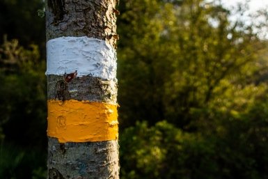 Не опоздайте с побелкой: эксперт объяснила, когда спасать деревья freepik.com