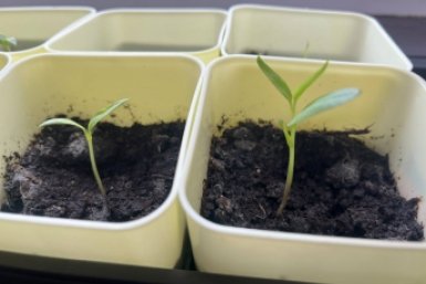 Рассада Артем Дубенчук