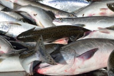 Тематическое фото Прокуратура Магаданской области