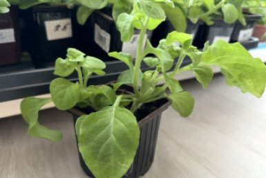 Дачникам напомнили о старте сезона: что обязательно успеть в саду в апреле Марина Кудрявцева, ИА UssurMedia