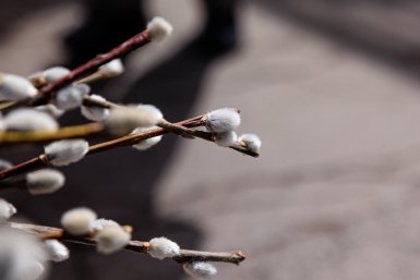 Верба Евгений  Кулешов, ИА PrimaMedia.ru