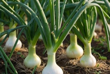 Тематическая иллюстрация Создано при помощи ИИ