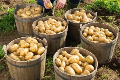 Картофель Создано с помощью ИИ