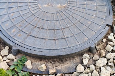 250 л в день: какое растение осушит выгребную яму за 3 глотка - ассенизаторы не нужны