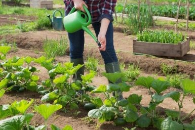 Дачники, огурцам и помидорам в апреле-мае - первым делом: Плодов завяжут 100500 штук