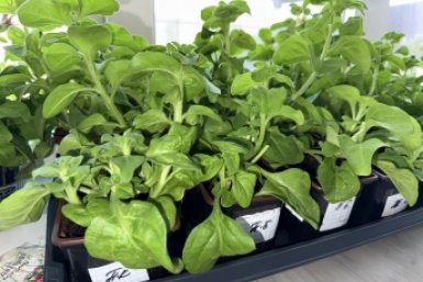 1 ложка на 1 литр — и рассада растет как бешеная: в апреле прет мощной, крепкой и коренастой