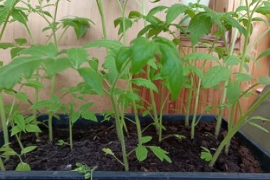 1 ложка на ведро – и томаты не жируют, а формируют новые завязи, цветов – как звезд на небе