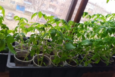 Делаю так и еду в отпуск — рассада не вянет неделями: дачница поделилась 1 хитростью