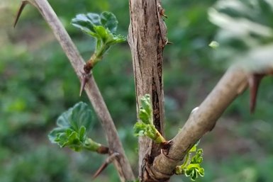При появлении листьев крыжовнику - обязательно: 250 г в воду - и ягод будет как звезд на небе