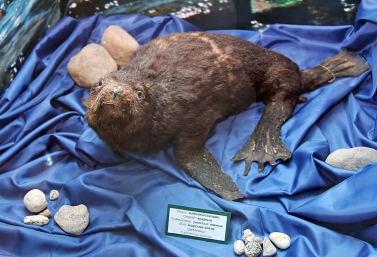 Морской котик Мария Оленникова, IrkutskMedia