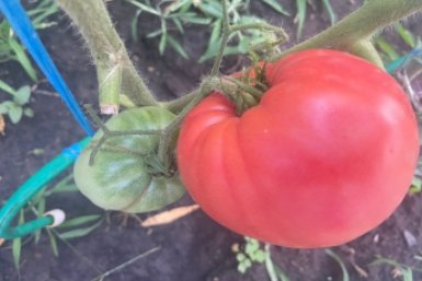 Худшие сорта томатов — даже не тратьте время: на вкус никакие, размер — как вишня, собираешь и плачешь