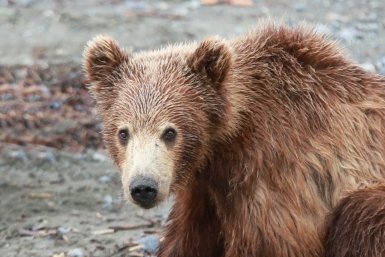 На Алтае медведь напал на палатку с туристами и растерзал девушку