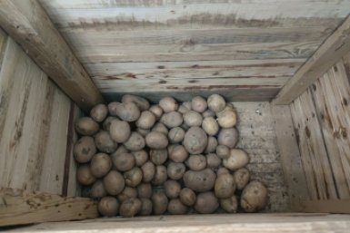 Не прорастет даже в теплом и влажном погребе: нашла способ сохранить картошку до весны — нужна простая трава