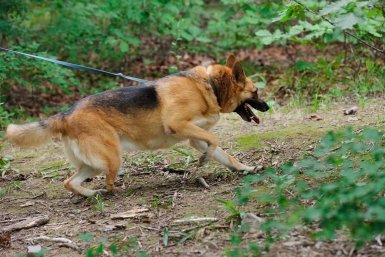 Собака объедается травой: 4 причины, о которых знают только ветеринары