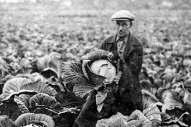 Балаганное. Плантация капусты. 30-е годы kolymastory.ru