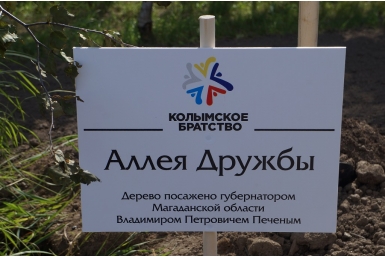 Дерево посажено губернатором Мария Золотарева, MagadanMedia