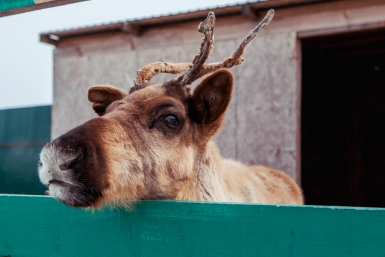 Олень Бородина Мария, РИА PrimaMedia