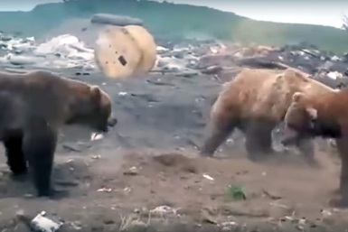 Медведи Из соцсетей