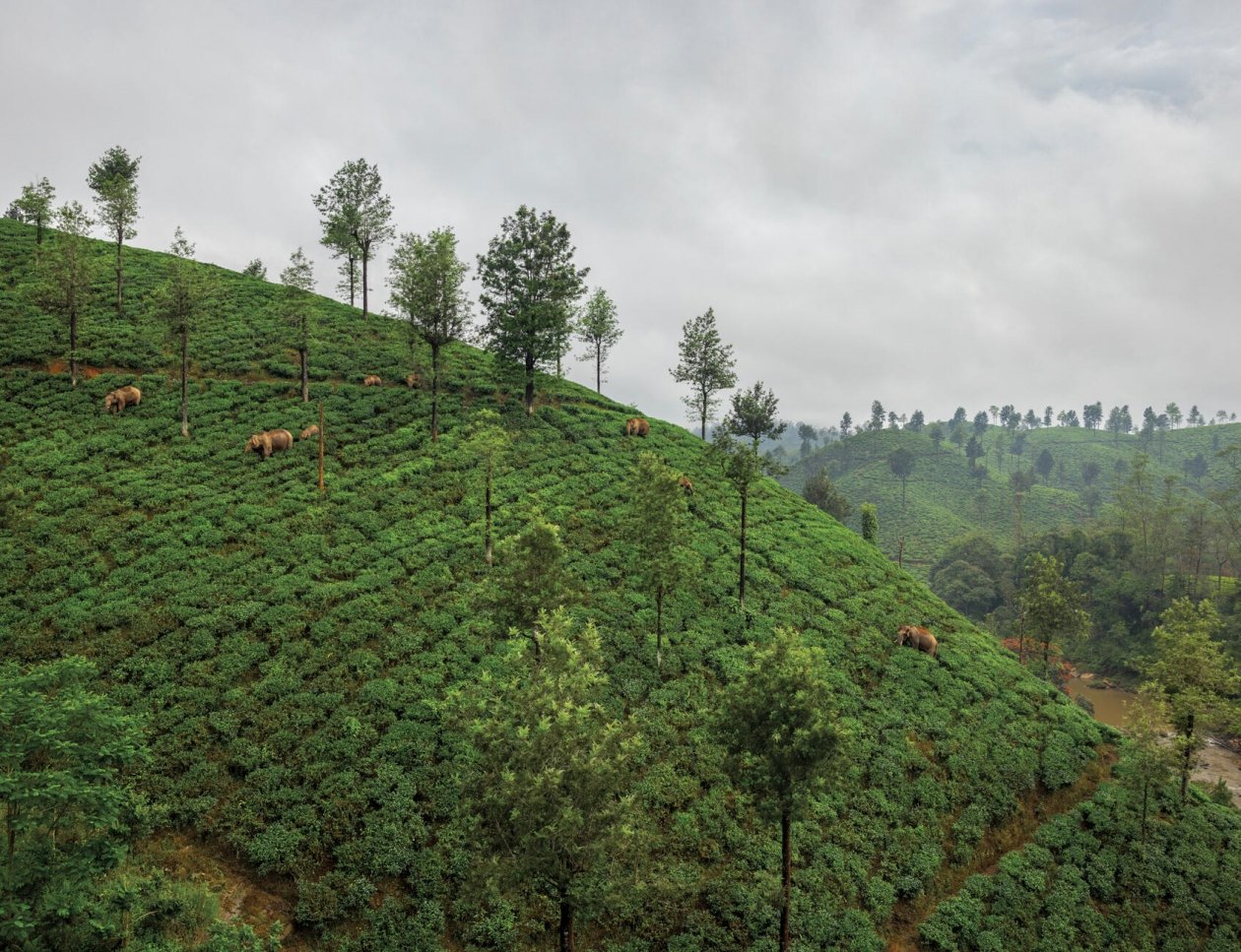 Valparai, India