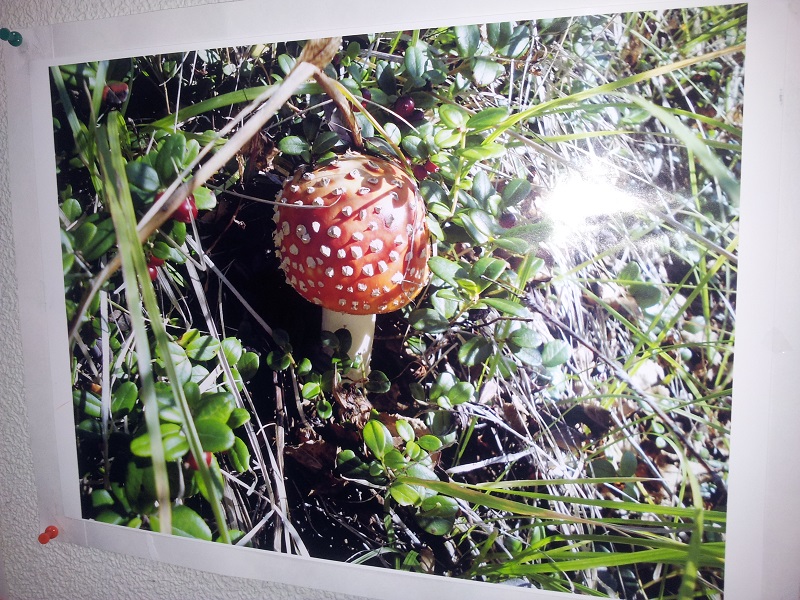 Более двухсот "взглядов" показали колымчанам фотолюбители региона, Фото с места события собственное