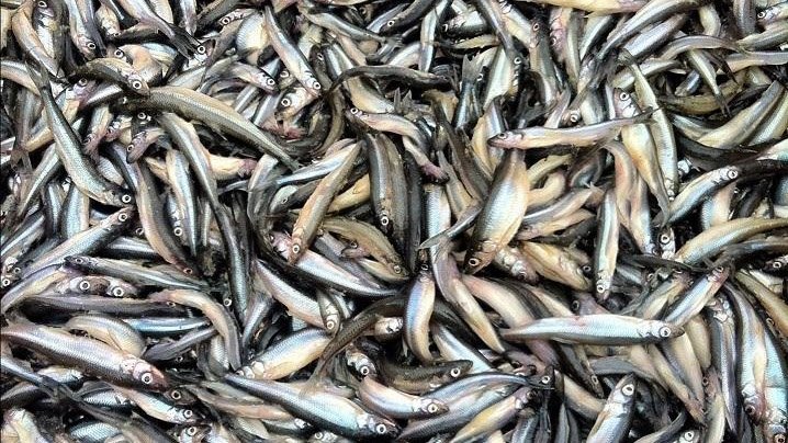 Тематическое фото Росрыболовство Охотское