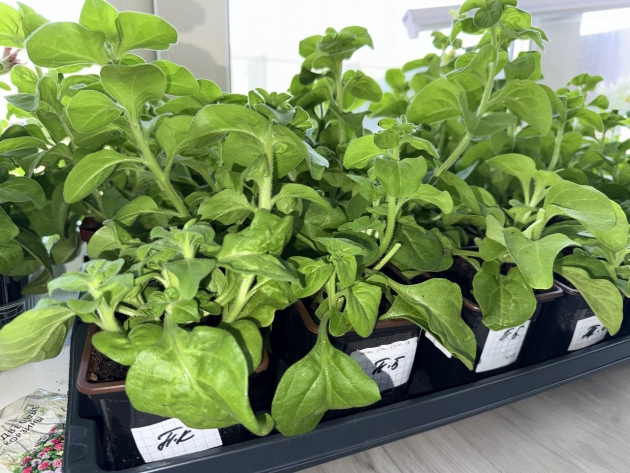 Рассада, дача, огород Марина  Кудрявцева, ИА UssurMedia.ru