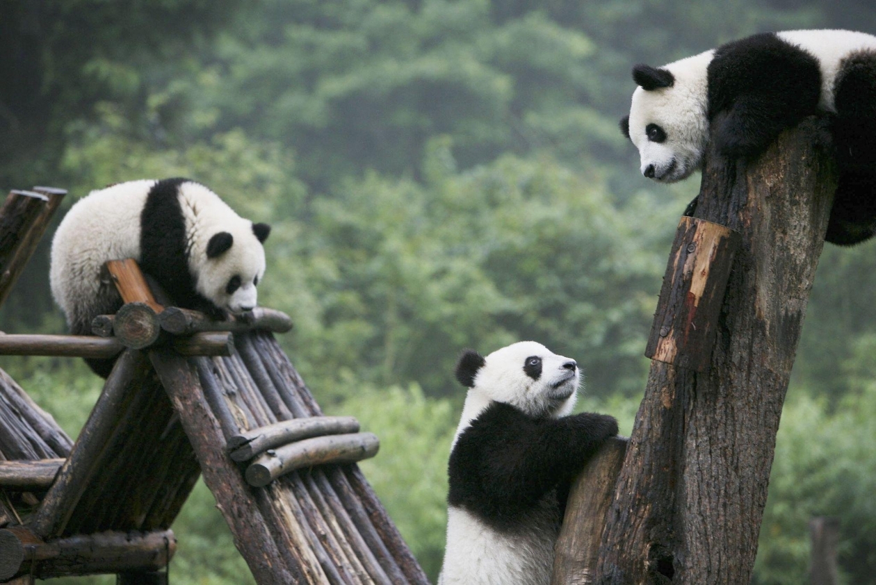 Куда поехать в Китай, чтобы увидеть панд China Giant Panda Protection And Research Centre