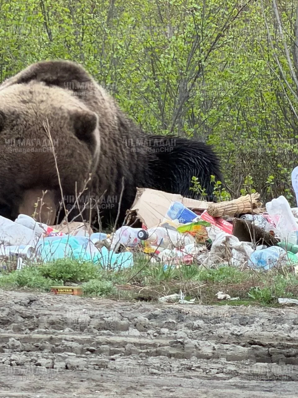 ЧП Магадан/подписчики