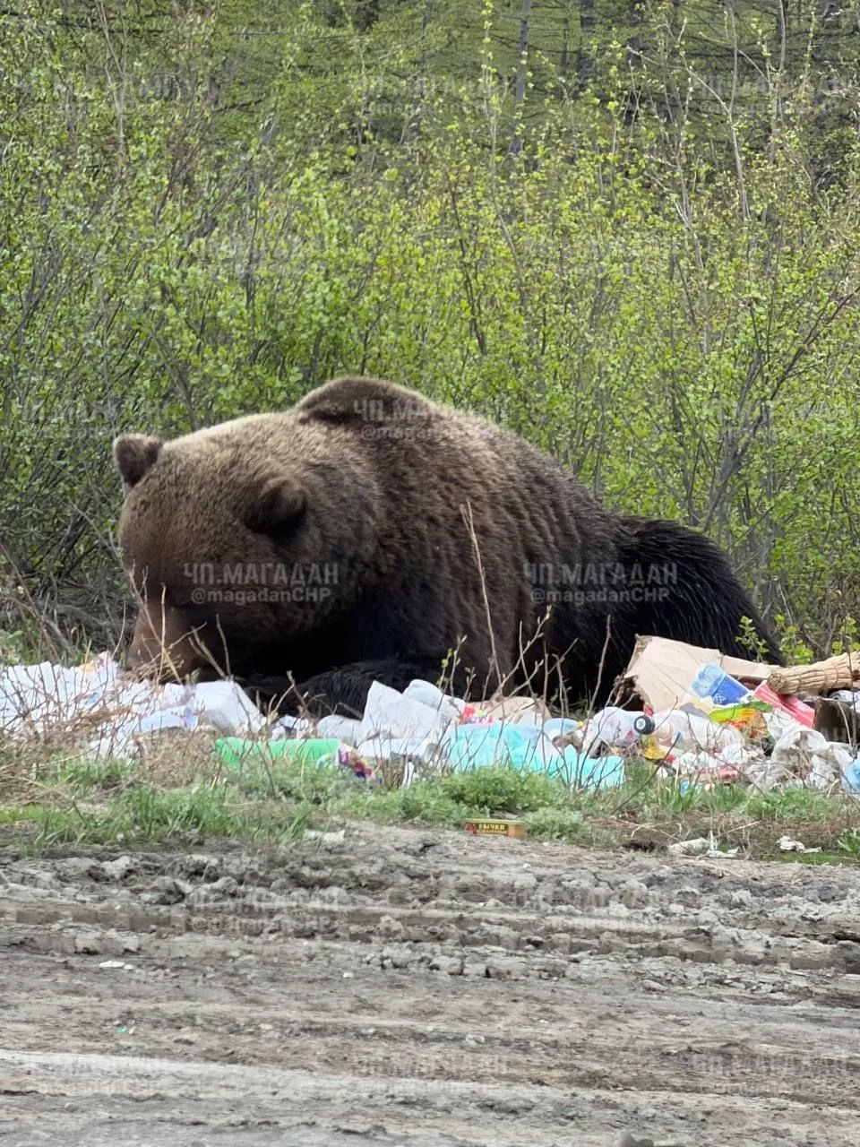 ЧП Магадан/подписчики