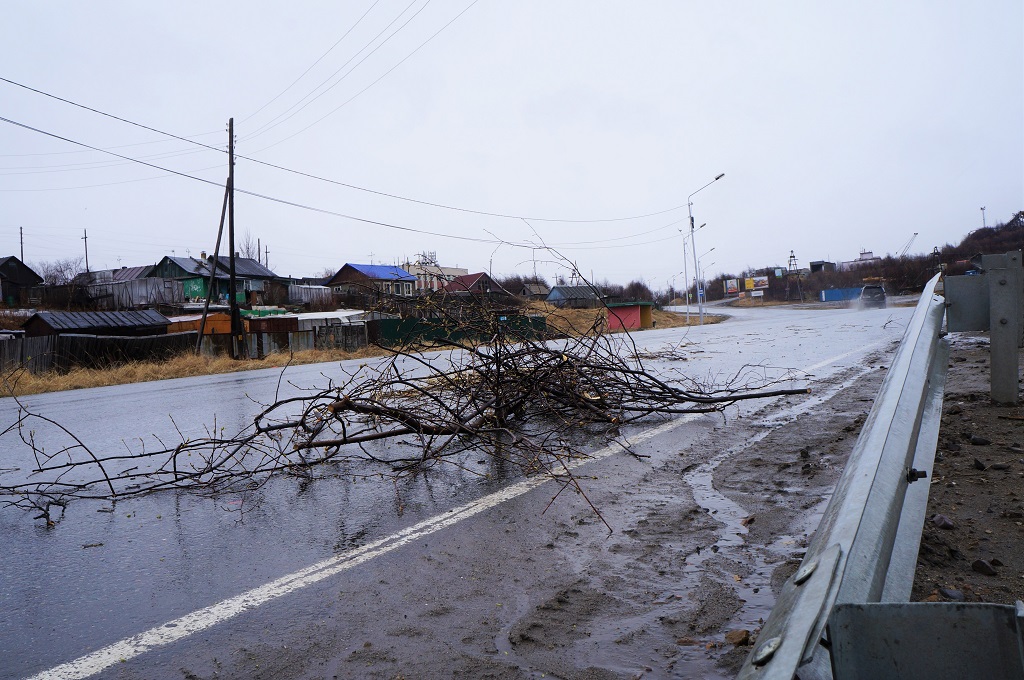 Упавшее дерево