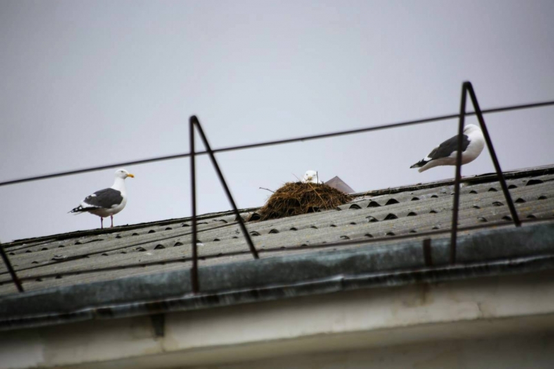 Около 300 гнезд чаек убрали в этом году с крыш Магадана
