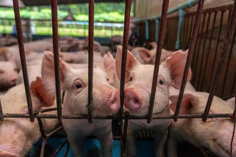Интерпол предупредил о новой схеме мошенничества под названием "Разделка свиней"