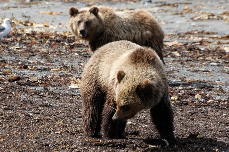 В Магаданской области количество медведей выросло на две тысячи