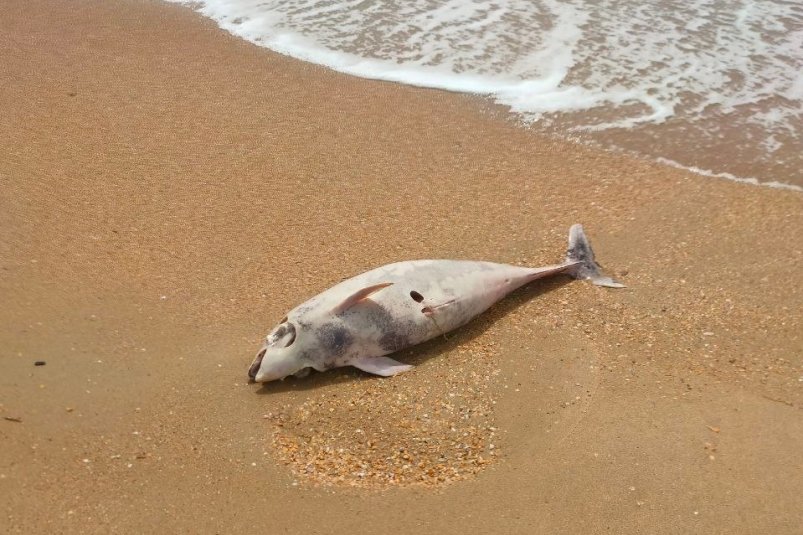 Эксперты о 40 мертвых дельфинах, найденных разом на побережье Кубани