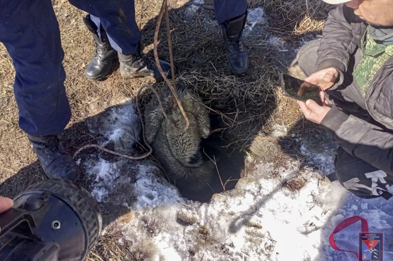 В Магадане спасатели вытащили собаку из канализационного люка