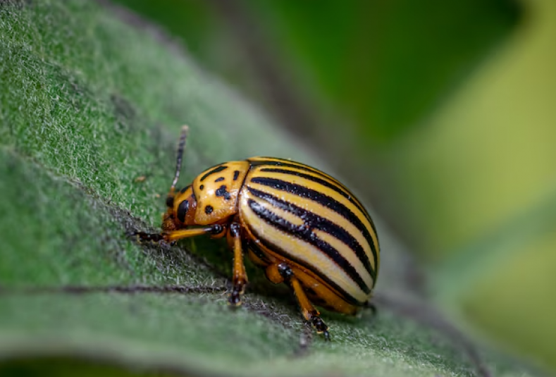 Опытные огородники назвали пять способов, как избавиться от колорадского жука