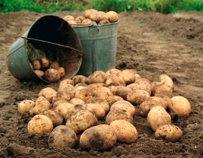 Дачники могут получить штраф за выращивание картофеля - кого коснется