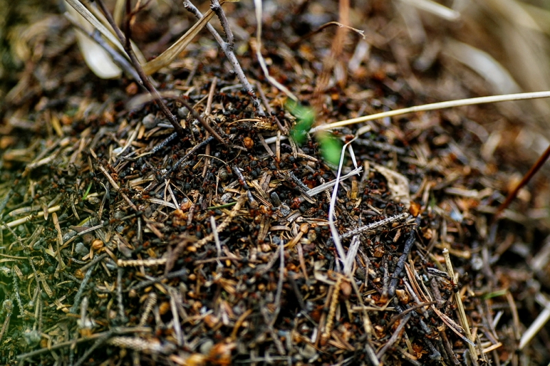 Какие растения посадить на даче, чтобы муравьи обходили участок стороной
