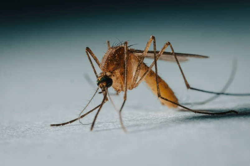Как прогнать комаров с участка: эти 5 растений отпугнут целую армию кровососов