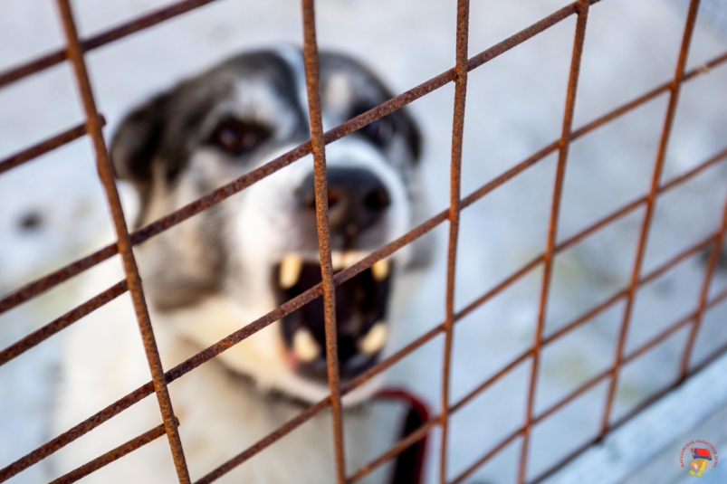 В Магаданской области принят пакет законов о безнадзорных животных