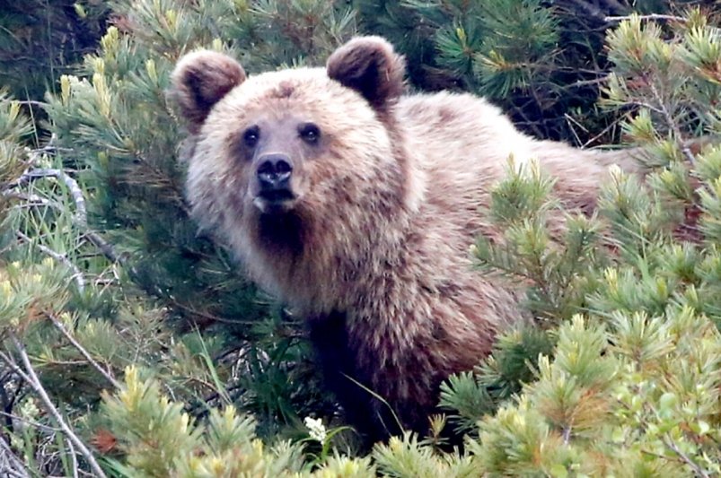 В Магаданской области контролируют медведей