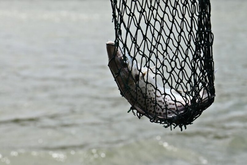 Колымчанам напомнили об ответственности за вылов лососевых без лицензии