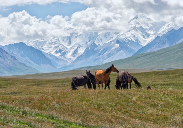 Получены разъяснения правил пересечения киргизско-таджикской границы российскими туристами