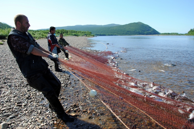 Дополнительную тонну горбуши выделили для колымских рыбаков