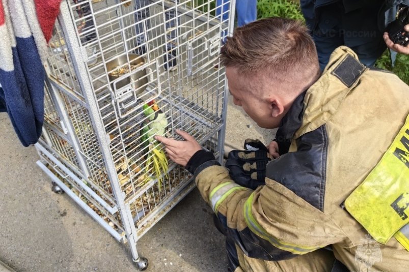 Колымские огнеборцы спасли попугая из пожара на улице Лукса