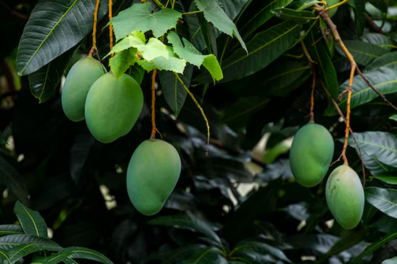 Как вырастить манго из косточки - совет огородников