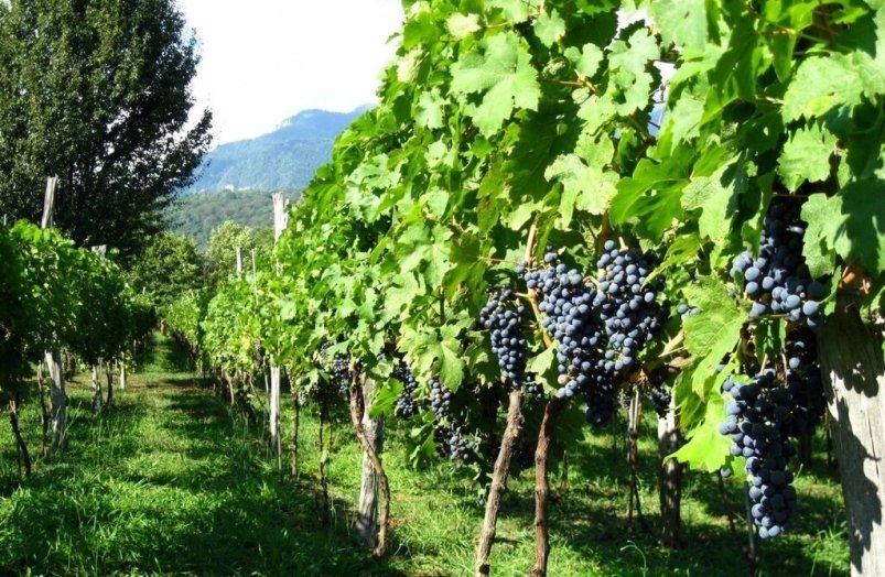 В России из-за жары виноград будут выращивать на севере
