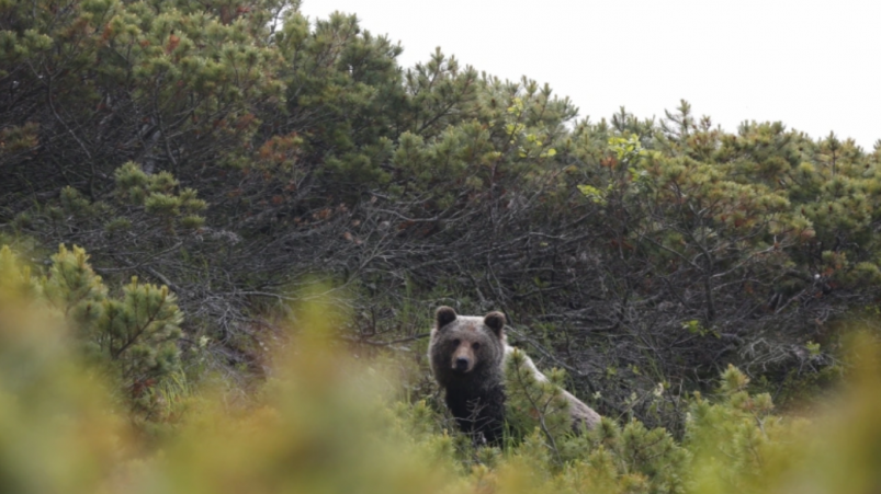 В Магаданской области медведей отслеживают с помощью тепловизоров